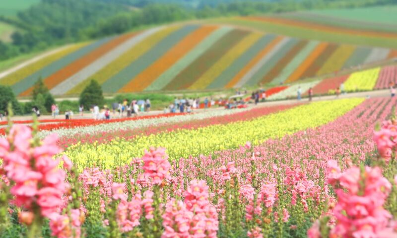 THY ÇIKIŞLI JAPONYA KORE TURU 1O GECE 12 GÜN